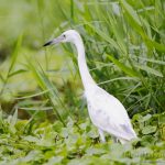Garceta azul (juvenil primer verano), Little Blue Heron (Egretta caerulea)