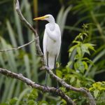 Garceta grande, Great Egret (Egretta alba)