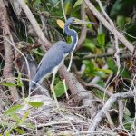 Garceta tricolor, Tricolored Heron (Egretta tricolor)