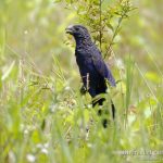 Garrapatero asurcado, Groove-billed Ani (Crotophaga sulcirostris)