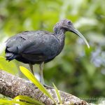 Ibis verde, Green Ibis (Mesembrinibis cayennensis)