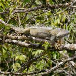 Iguana verde, Green Iguana (Iguana iguana)