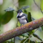 Martín pescador amazónico, Amazon Kingfisher (Chloroceryle amazona)