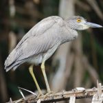 Martinete coronado, Yellow-crowned Night-heron (Nyctanassa violacea)