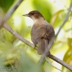 Zorzal pardo, Clay-colored Thrush (Turdus grayi)