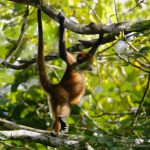 Mono araña de Geoffroy, Geoffroy’s spider monkey (Ateles geoffroyi)