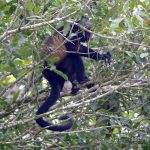 Mono aullador, golden-mantled howling monkey (Alouatta palliata)