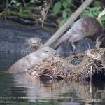 Nutria neotropical o lobito de rio, Long-tailer Otter or Neotropical River Otter (Lontra longicaudis)