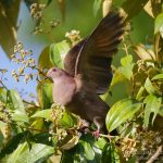 Paloma piquicorta, Short-billed Pigeon (Patagioenas nigrirostris)