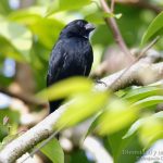 Picogrueso negriazul, Blue-black Grosbeak (Cyanoloxia cyanoides)