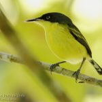 Titiriji común, Common tody-flaycatcher (Todirostrum cinereum)