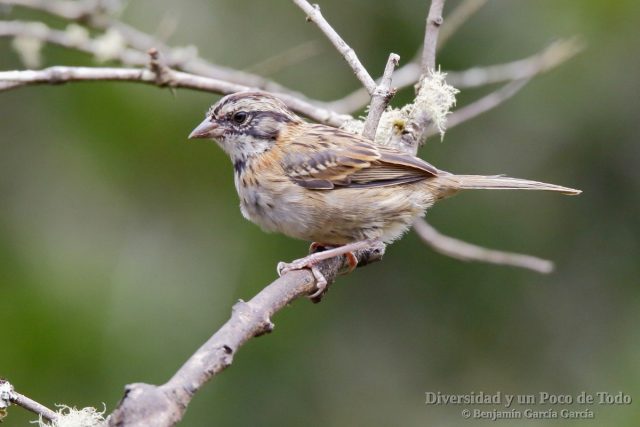 juvenil de chingolo comun (Rufous-collared Sparrow, Zonotrichia capensis)