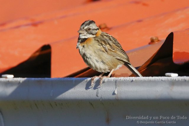 Chingolo comun (Rufous-collared Sparrow, Zonotrichia capensis)