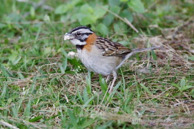 Chingolo comun (Rufous-collared Sparrow, Zonotrichia capensis)