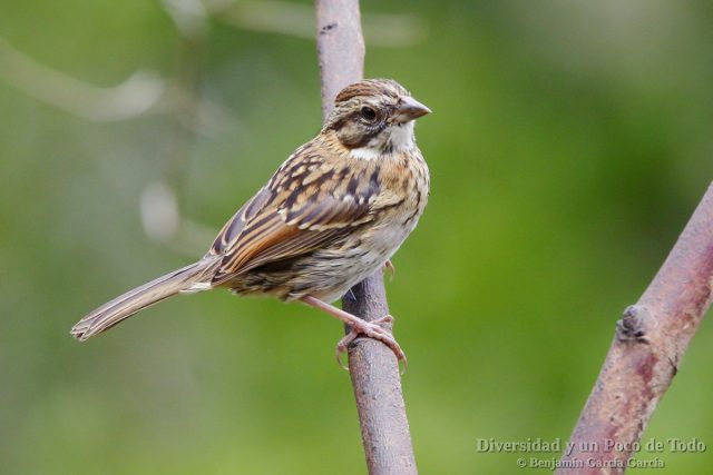 juvenil de chingolo comun (Rufous-collared Sparrow, Zonotrichia capensis)