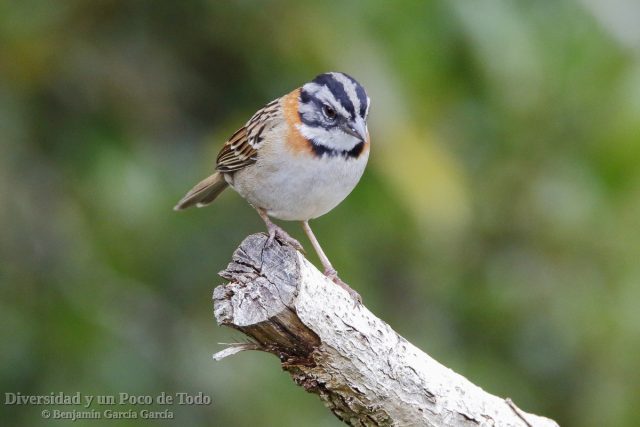 Chingolo comun (Rufous-collared Sparrow, Zonotrichia capensis)