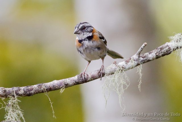 Chingolo comun (Rufous-collared Sparrow, Zonotrichia capensis)