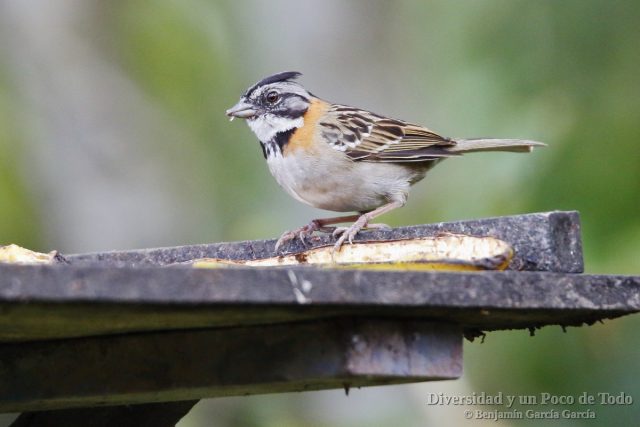 Chingolo comun (Rufous-collared Sparrow, Zonotrichia capensis)