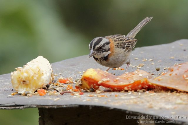 Chingolo comun (Rufous-collared Sparrow, Zonotrichia capensis)