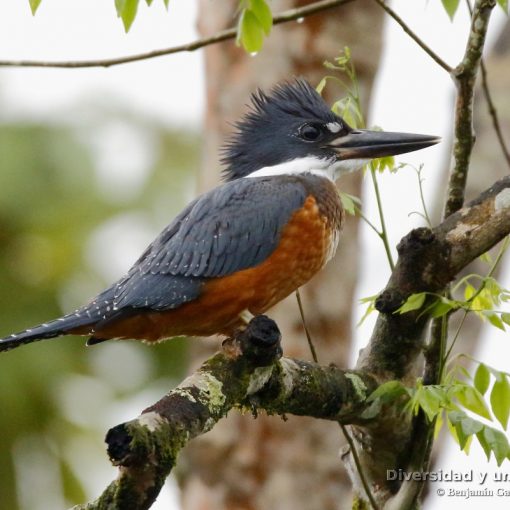 Martin gigante neotropical (Ringed Kingfisher, Megaceryle torquata)