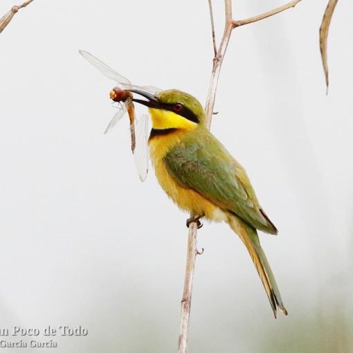 Abejaruco chico (little bee-eater, Merops pusillus)