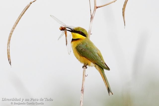 Abejaruco chico (little bee-eater, Merops pusillus)