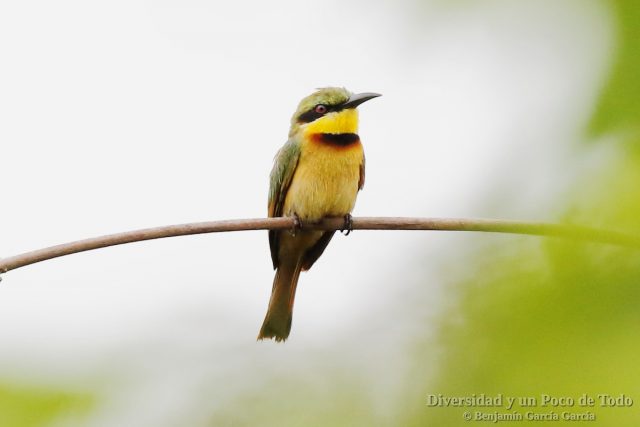 Abejaruco chico (little bee-eater, Merops pusillus)