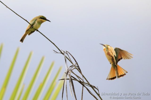 Abejaruco chico (little bee-eater, Merops pusillus)