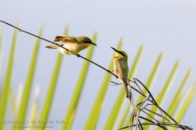 Abejaruco chico (little bee-eater, Merops pusillus)