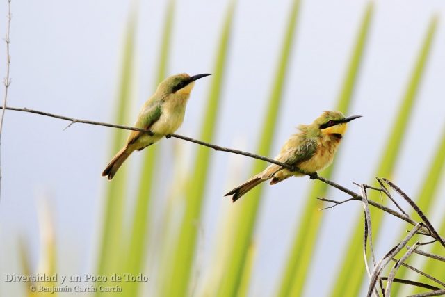 Abejaruco chico (little bee-eater, Merops pusillus)