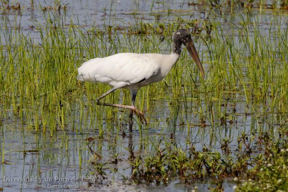 Tantalo americano,Wood Stork (Mycteria americana)