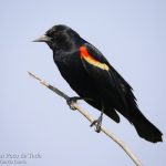 Sargento alirrojo, Red-winged Blackbird (Agelaius phoeniceus)