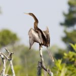 Anhinga americana, anhinga (Anhinga anhinga)