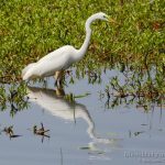 Garceta grande, Great White Egret (Ardea alba)
