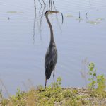 Garza azulada, Great Blue Heron (Ardea herodias)