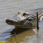Caiman en Savannah NWR