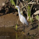 Garceta nivea, Snowy Egret (Egretta thula)