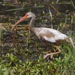 Corocoro blanco, White Ibis (Eudocimus albus)
