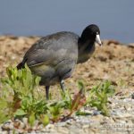 Focha americana, American Coot (Fulica americana)