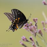 Mariposa en Savannah NWR
