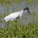 Tantalo americano, Wood Stork (Mycteria americana)