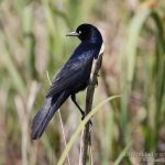 Zanate marismeño, Boat-tailed Grackle (Quiscalus major)