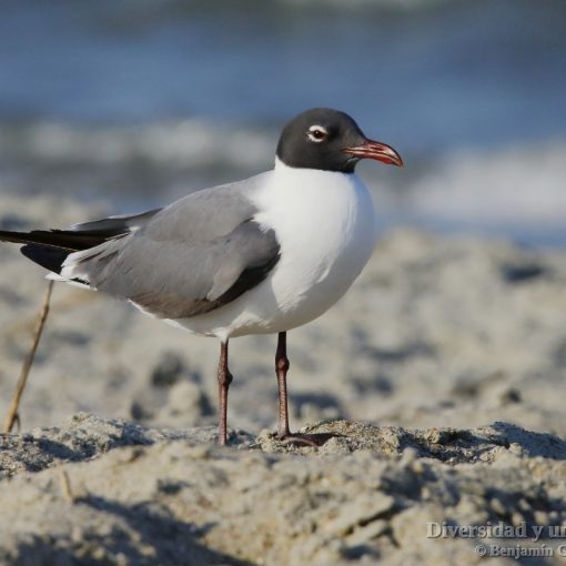 Gaviota guanaguanare (Laughing Gull, Larus atricilla)