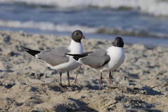 Una pareja de gaviota guanaguanare (Laughing Gull, Larus atricilla)