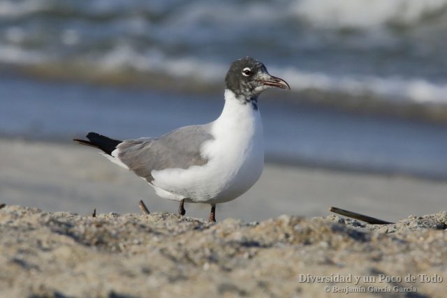 Gaviota guanaguanare (Laughing Gull, Larus atricilla)