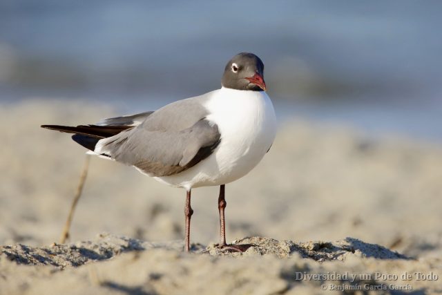 Gaviota guanaguanare (Laughing Gull, Larus atricilla)