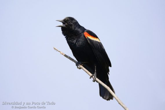 Sargento alirrojo, red-winged blackbird, Agelaius phoeniceus.
