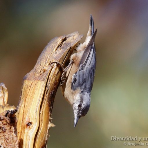 Trepador azul, Eurasian Nuthatch, Sitta europaea