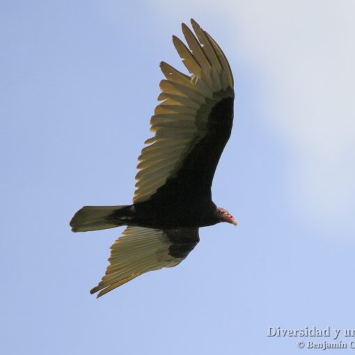 aura gallipavo o buitre americano, turkey vulture, cathartes aura