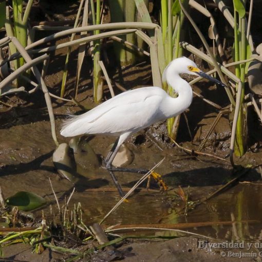 Garceta nivea, snowy egret, Egretta thula